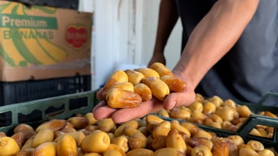 كربلاء دخلت شارع بشار باحثة عن الحلاوي وبغداد تطلب “أسطة عمران” في مزاد البصرة