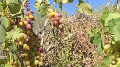 بەرواری باڵا؛ وشککردنەوەی ترێ لەناو بۆردووماندا