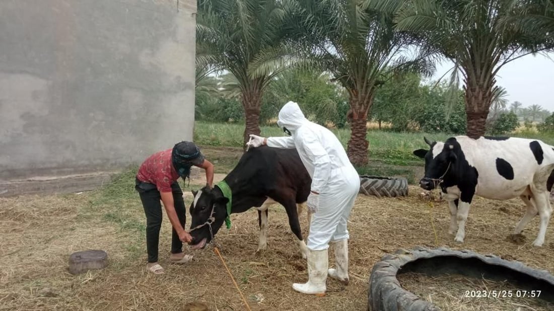 صور: الصليب الأحمر يغطس أبقار وأغنام بابل في أحواض التعقيم.. المدينة مازالت صامدة