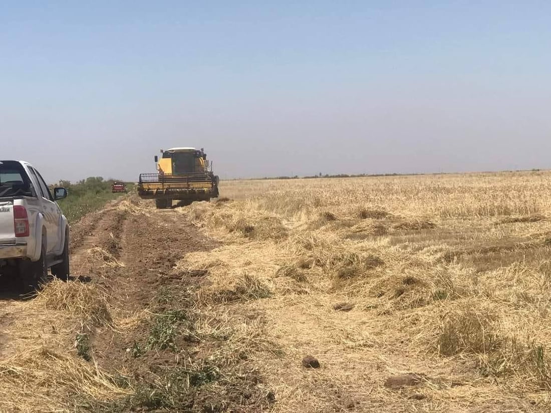 من الدبوني يبدأ حصاد الحنطة في واسط.. الزراعة “الهرفية” تنهي الموسم بنجاح (صور)