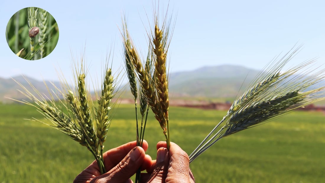 مێرووى سن له‌ ناو گه‌نمى هه‌ڵه‌بجه‌ بڵاوبووه‌ته‌وه‌ به‌ڵام گه‌راى دانه‌ناوه‌