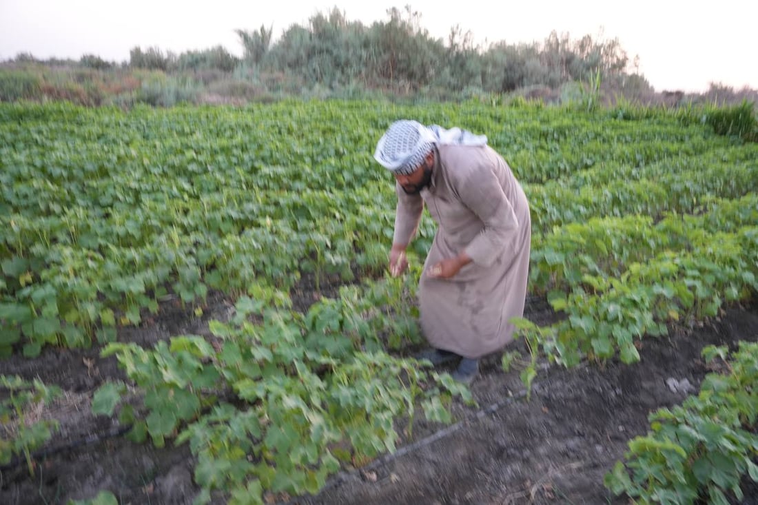 فيديو: لديكم باميا حتى رأس السنة.. بساتين البصرة بدأت مع نجم سهيل