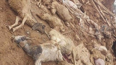 لە گوندی کەشکۆڵی گەورە دەیان سەر ئاژەڵ مردار بوونەتەوە