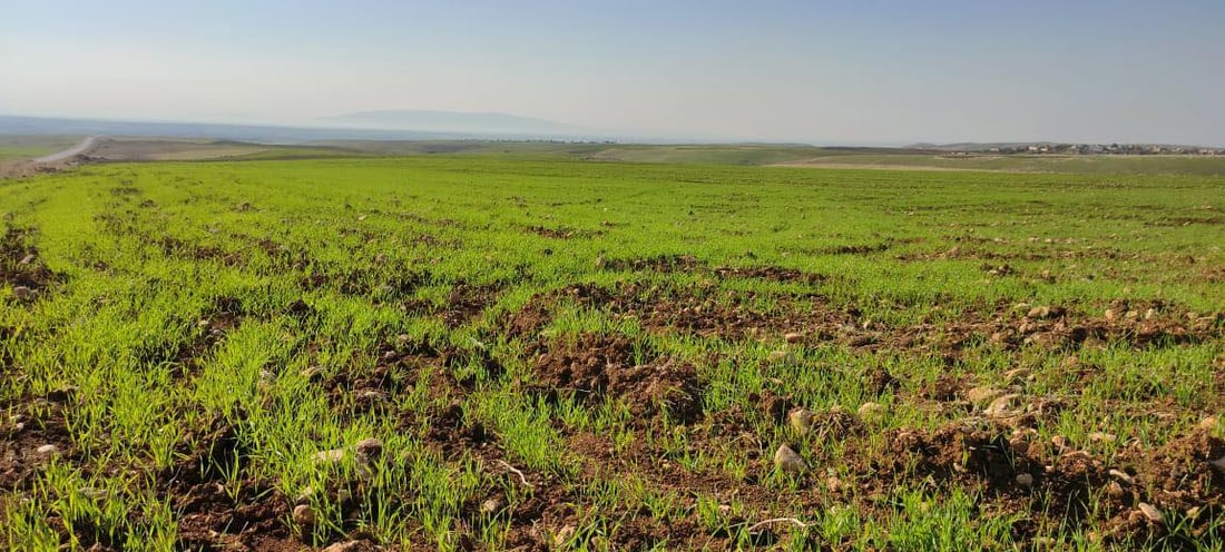 گژوگیایه‌كی ترسناك له‌ناو گه‌نمه‌ تازه‌ چێندراوه‌كه‌ى ئاكری سه‌ریهه‌ڵداوه‌