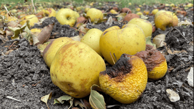 Apple farmers in Duhok struggle with widespread crop disease