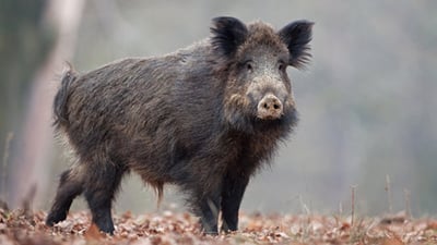 زه‌نگوڵیان كردووه‌ته‌ گه‌ردنى به‌راز بۆ ئه‌وه‌ى زیان به‌ كشتوكاڵه‌كه‌یان نه‌گه‌یه‌نێت