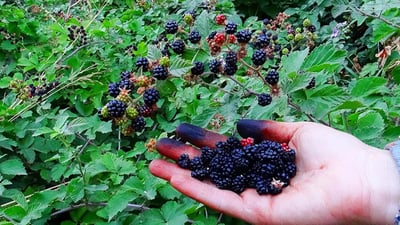 Blackberries thrive in Kurdistan but remain uncultivated despite popularity