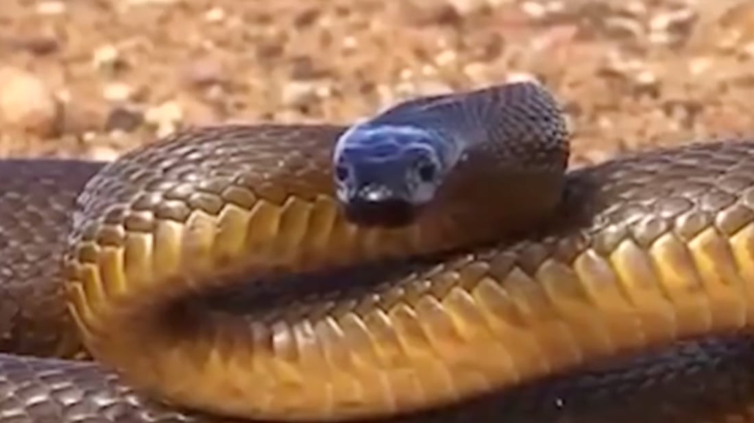 Authorities warn of increased snake activity in Rawanduz due to heat and drought