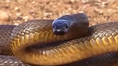 Authorities warn of increased snake activity in Rawanduz due to heat and drought