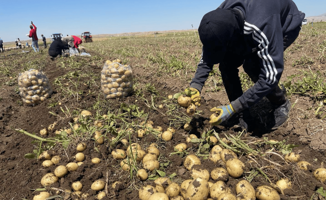 48 هەزار دۆنم زەوی بە پەتاتە چێندراوە 
