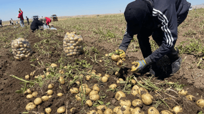 48 هەزار دۆنم زەوی بە پەتاتە چێندراوە 
