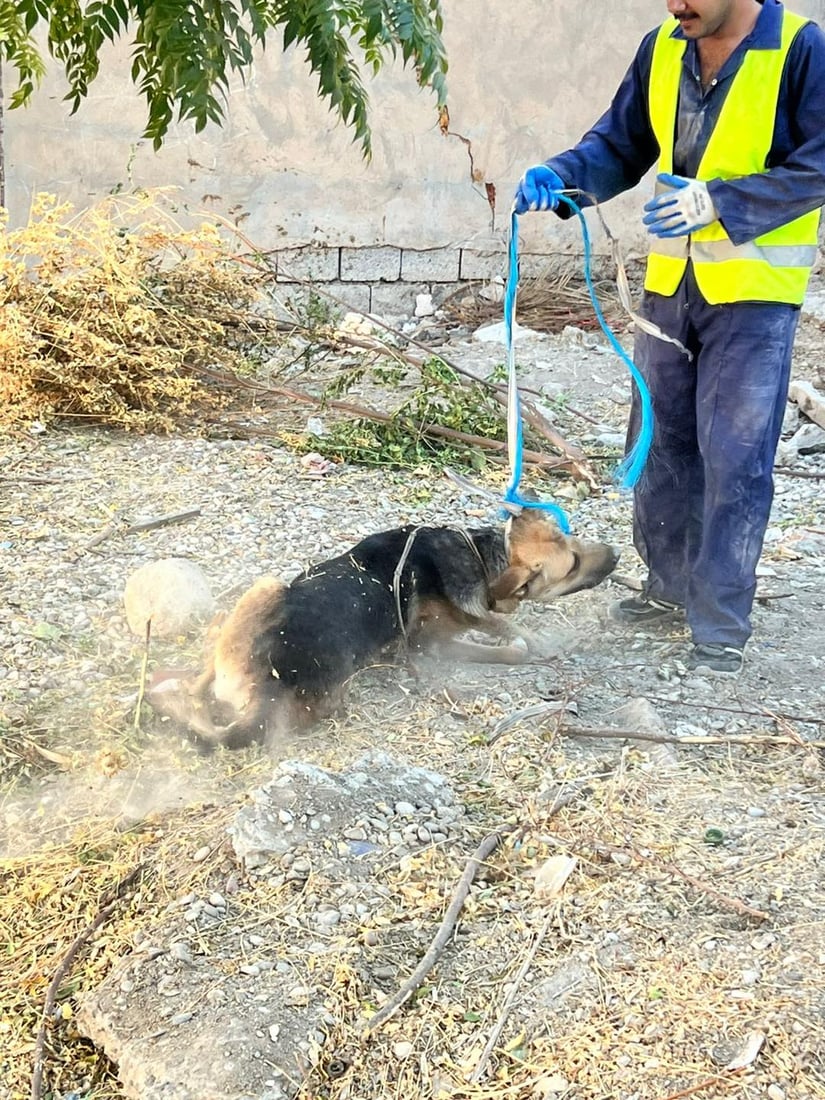 قەرەداغ سەگەکانی کۆدەکاتەوە