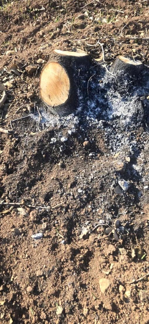 بە بڕینی دارەکان رازی نەبوون؛ بن و ریشەشیان سووتاندن