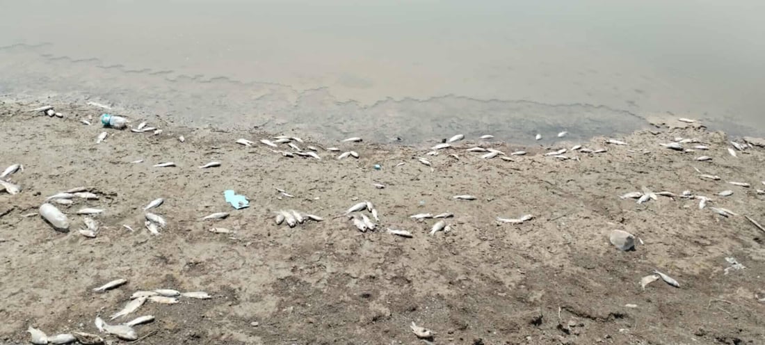 سەدان ماسی لە سنووری سەید سادق مردار بوونەتەوە