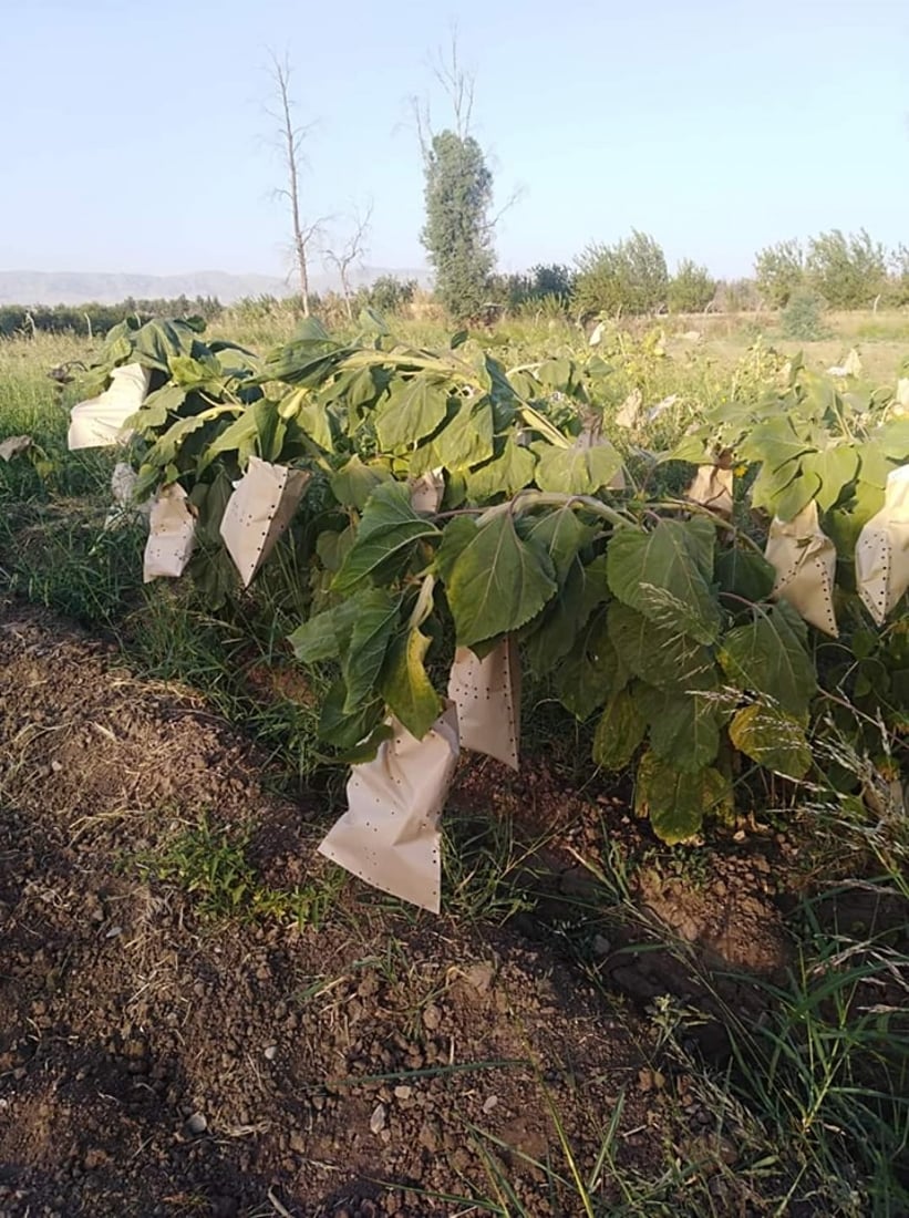 Sharazur sunflower with high oil content cultivated to boost local production