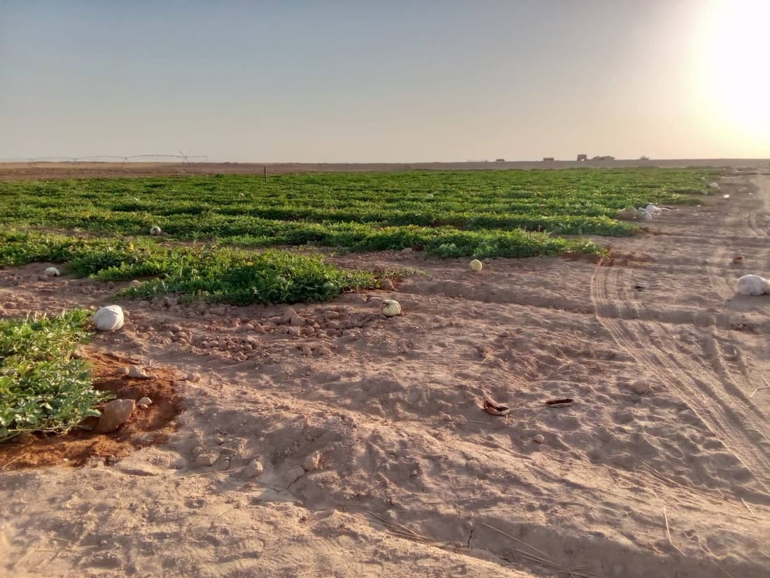 “أبو الجير” ليست صحراءً.. تجربة “صلاح” نجحت في الرمادي والمحاصيل وفيرة (صور)