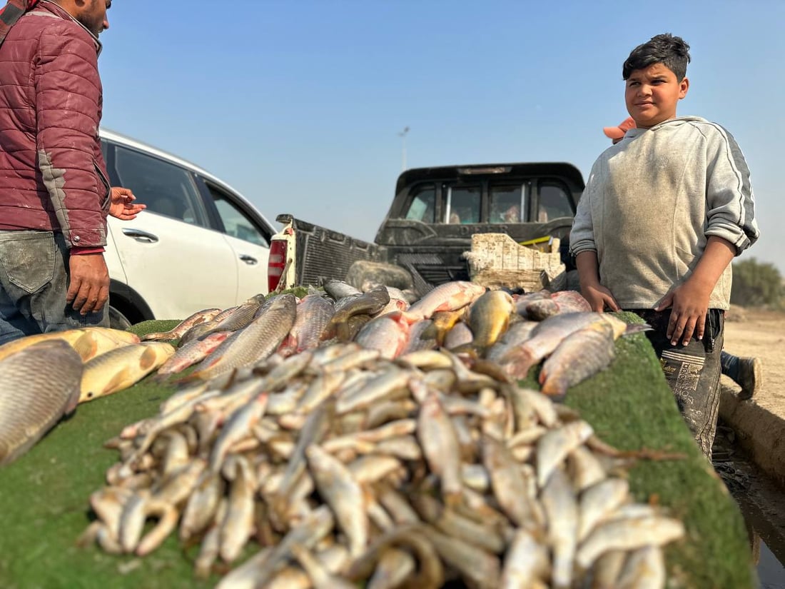 صور من سوق السمك في الديوانية: السمتي بـ6500 وأبو زريدة بـ4 آلاف