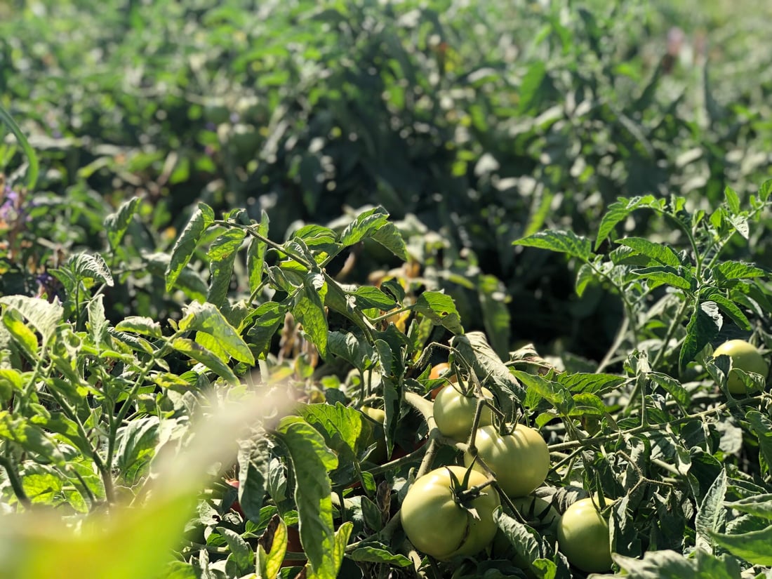 تەماتەی ئێرانی داغڵکرا و تەماتەی خۆماڵیش بەهاکەی لەدەستدا