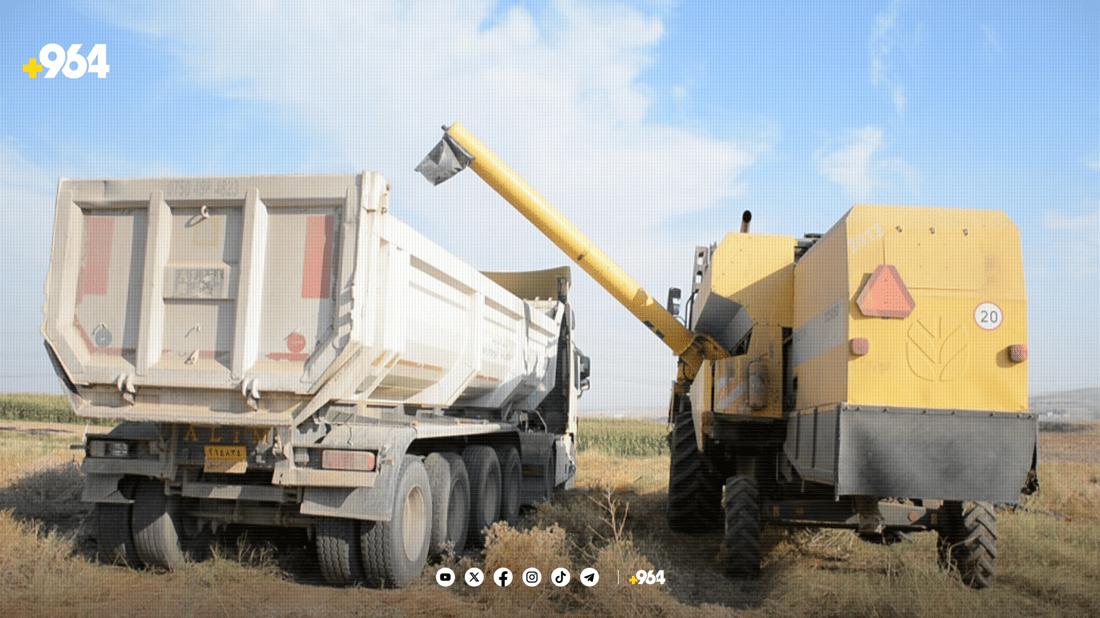 لە سنووری بەردەڕەش دروێنەی گەنمە شامی دەستیپێکرد