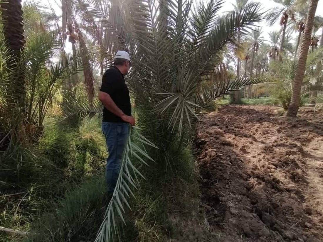 “عنكبوت الغبار” في كربلاء.. الزراعة تحذر الفلاحين من بساتين النخيل المهملة (صور)