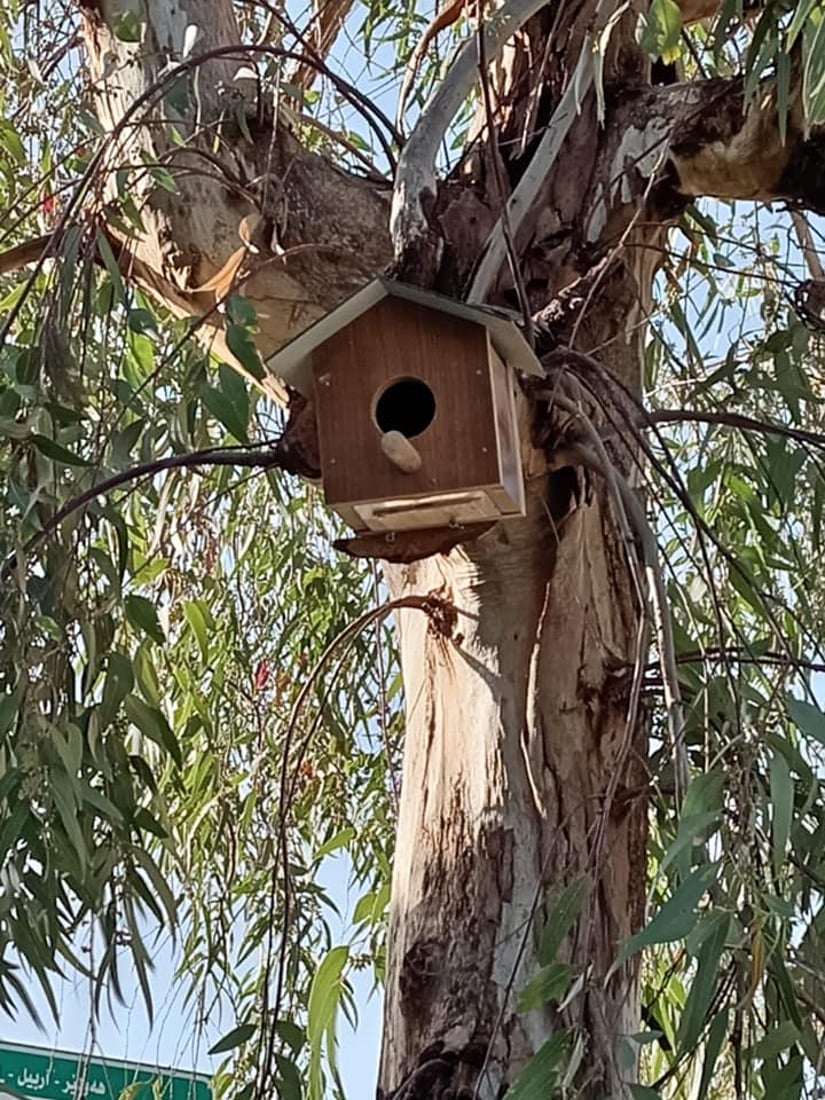 له‌ شه‌قڵاوه‌ هێلانه‌ى ده‌ستكرد بۆ باڵنده‌كان كێوییه‌كان دروست ده‌كرێت
