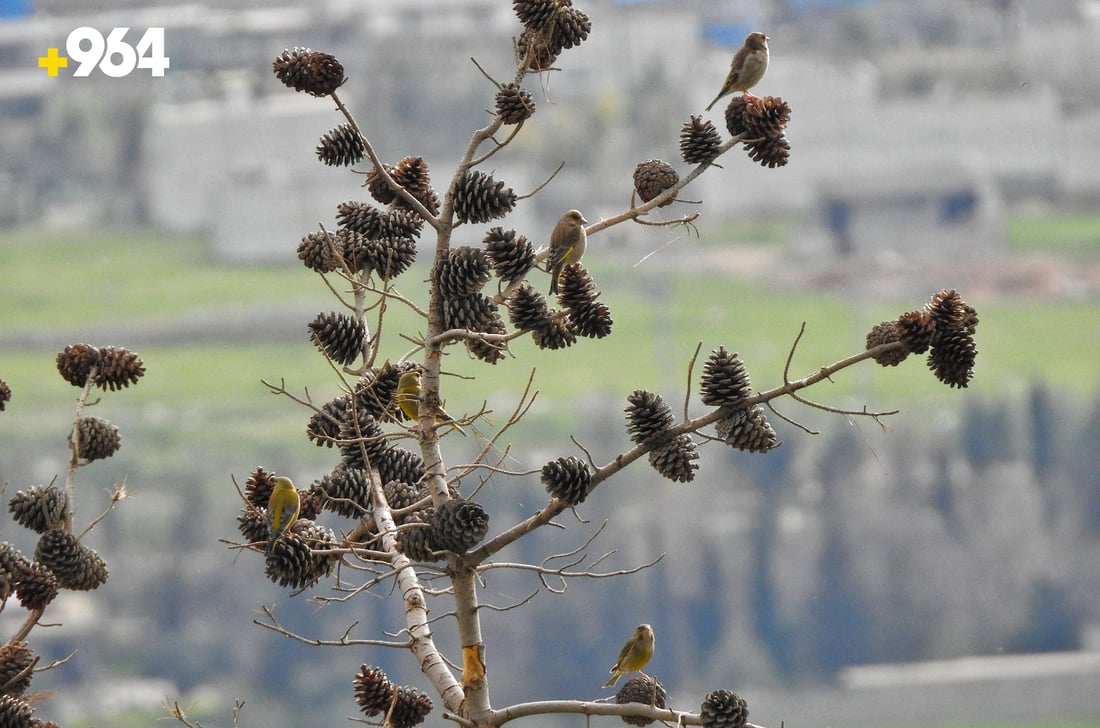 باڵنده‌ كۆچه‌رییه‌كان لە هه‌رێمی كوردستانه‌وه‌ ده‌چنه‌ ناوچه‌ سارده‌كان