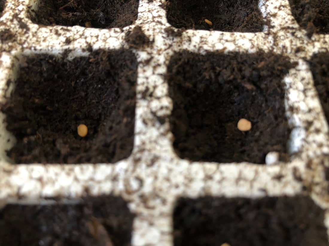 وەرزی چاندنی تۆوی بەرهەمی کشتوکاڵی لە پێنجوێن دەستیپێکرد