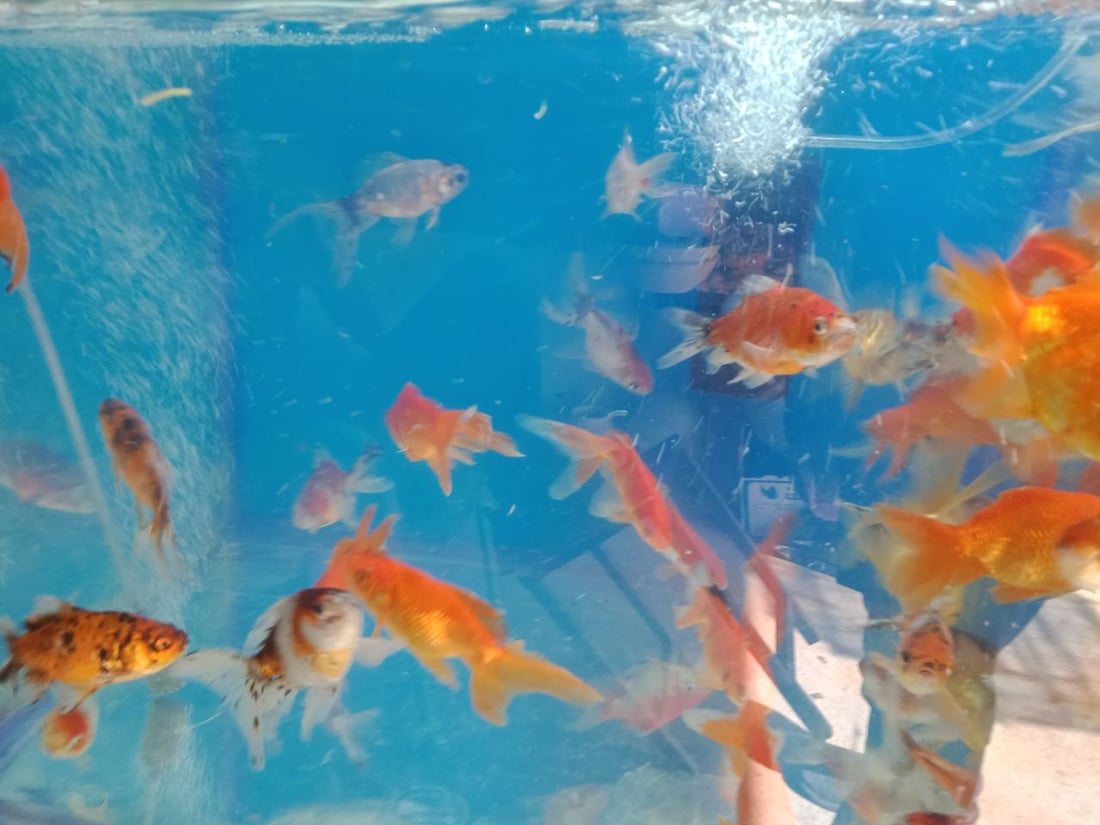 سوق الطيور في بغداد الجديدة.. نسخة من سوق الغزل وينافسه منذ السبعينات