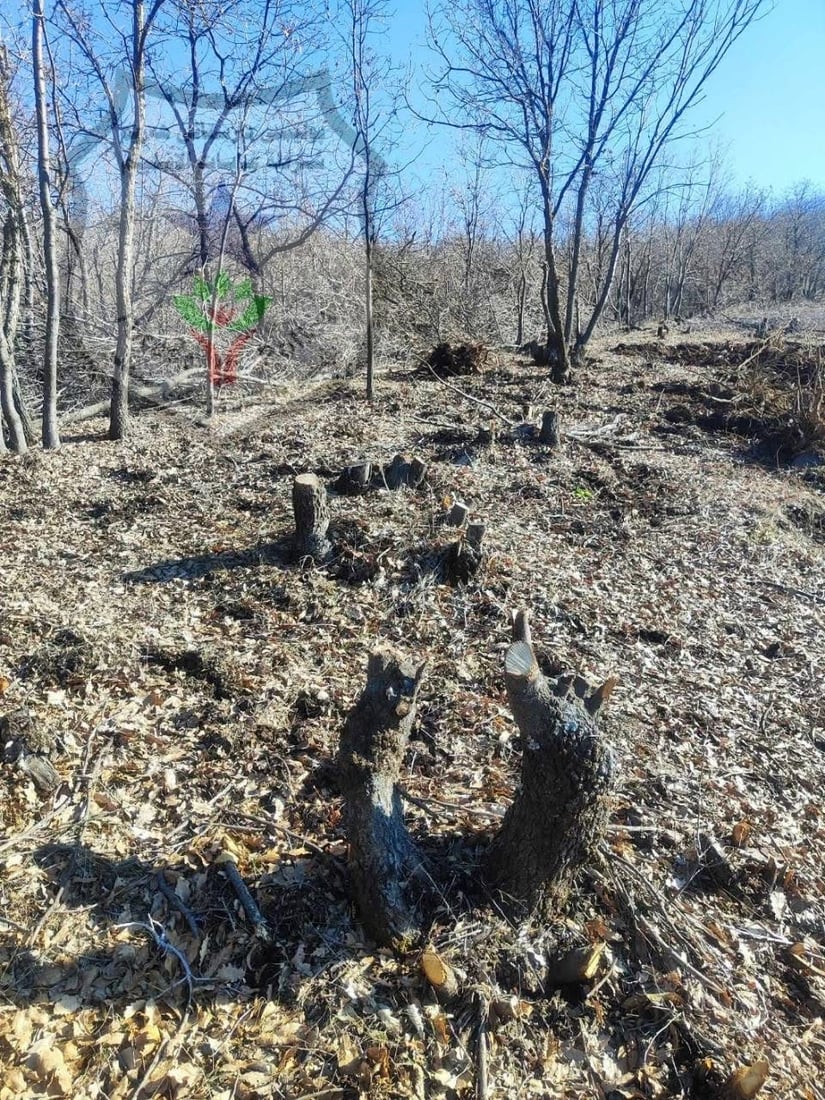 لە پێنجوێن دوو داربڕ کارەساتێکى ژینگەییان دروست کرد