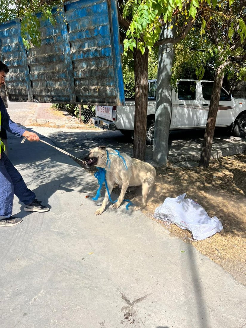 قەرەداغ سەگەکانی کۆدەکاتەوە