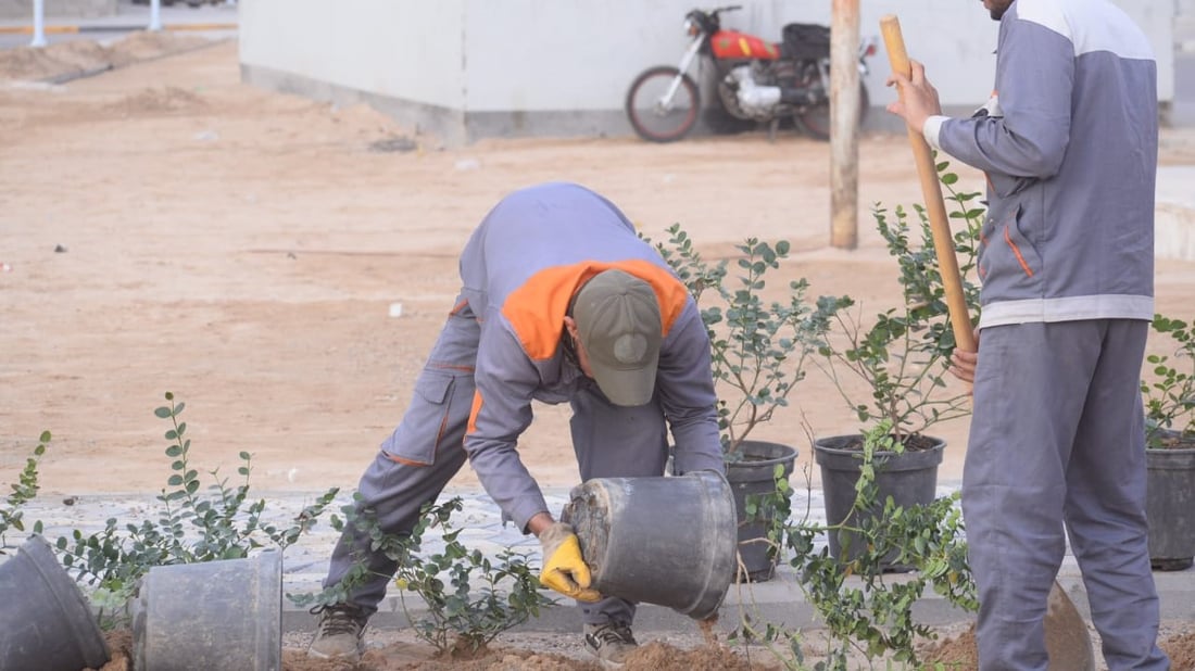 “احموها من المواشي”.. ألف شجرة لتنقية أجواء الزبير في 8 مناطق (صور)