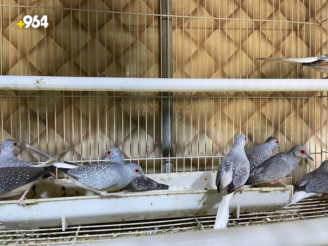 صور: الببغاء الإيراني والباكستاني بأعلى الأسعار في القرنة.. المسابقات أشعلت السوق