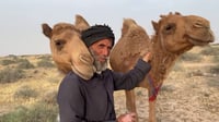 فيديو: بدو السوالم عادوا بالإبل إلى مراعي البصرة.. رحلة ...
