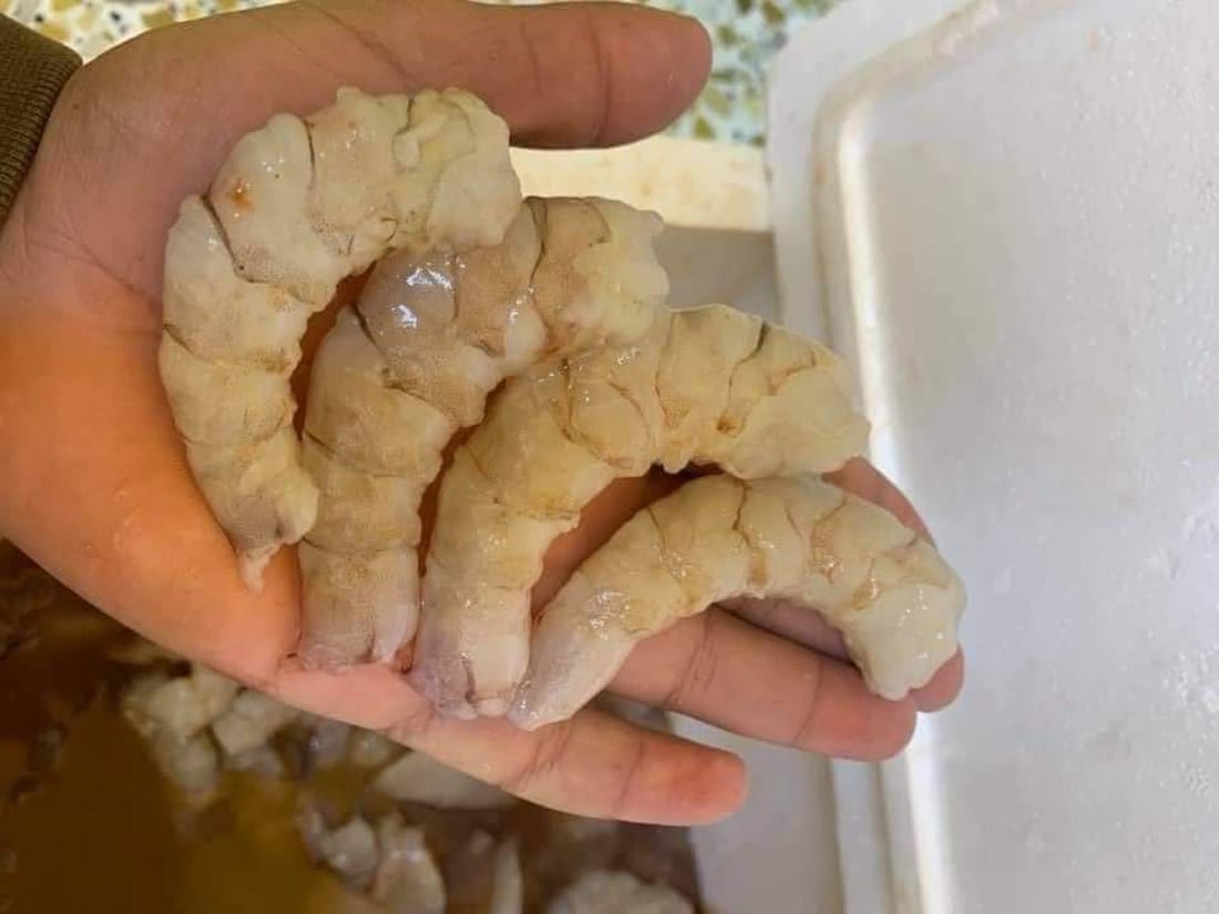 صور: طويريج بدأت تتذوق أسماك الفاو.. لماذا نشتري محصول الأحواض بوجود أبو كرار؟
