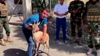 بزنێكی كێوى چاره‌سه‌ركرد و ره‌وانه‌ى ناو سروشتى كرد...