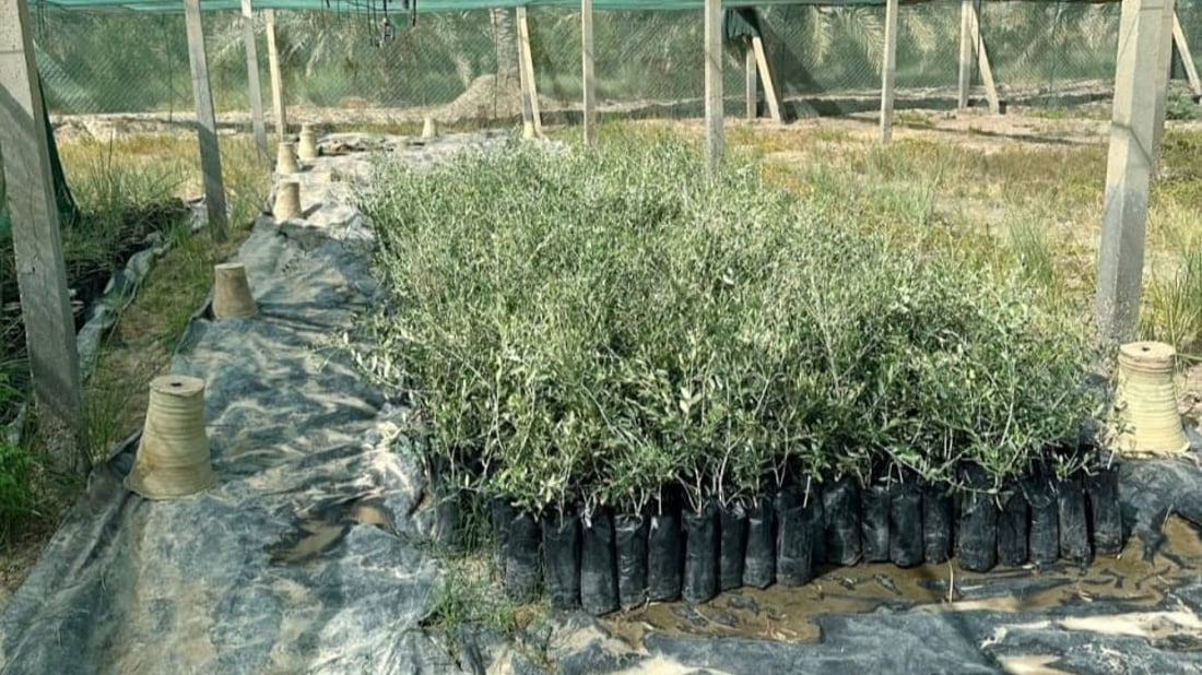 Karbala Beekeepers Association distributes olive saplings to expand green spaces