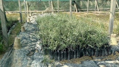 Karbala Beekeepers Association distributes olive saplings to expand green spaces
