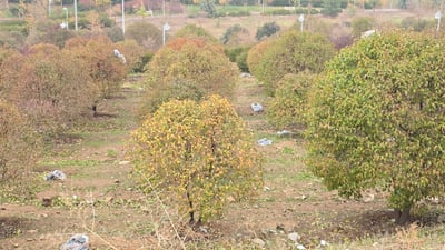 باڵۆنەکان بەدار و درەختی پارکی هەواری شارەوە گیرساونەتەوە