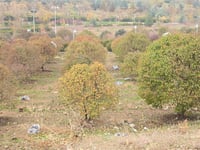 باڵۆنەکان بەدار و درەختی پارکی هەواری شارەوە گیرساونە�...