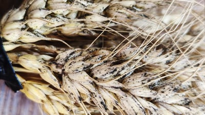 ئه‌و كه‌ڕووه‌ى له‌سه‌ر به‌شێكی گه‌نمى مه‌خمور دروست بووه‌ بێ زیانه‌