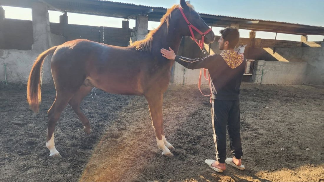 زراعة نينوى توثق خيول تلكيف.. هويات وقاعدة بيانات لرفع الحظر عن العراق (صور)