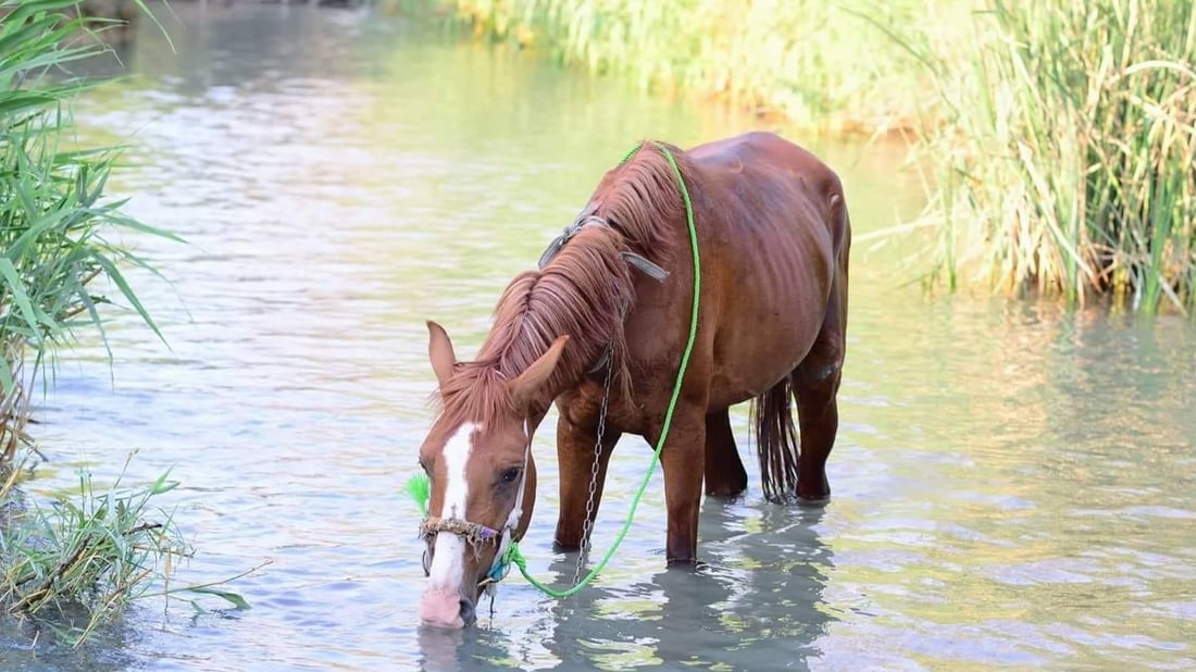 مقارنة بين أعداد المواشي في تلعفر خلال 3 سنوات: 11 حصاناً وبعير واحد! (صور)