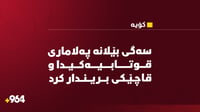 سەگی بێلانەكانى كۆیه‌ هه‌ر له‌سه‌ر شه‌قام و كۆڵانه...