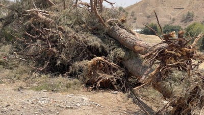 بەهۆی دروست کردنی شەقامێکی ستراتیژییەوە سەدان دار لەناو چوون