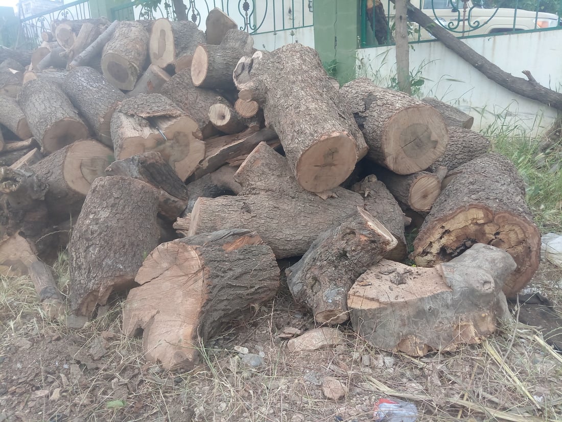 لە گاپێڵۆن و تەوێڵە ژمارەیەک داری سەوز و باڵابەرز بڕدرانەوە