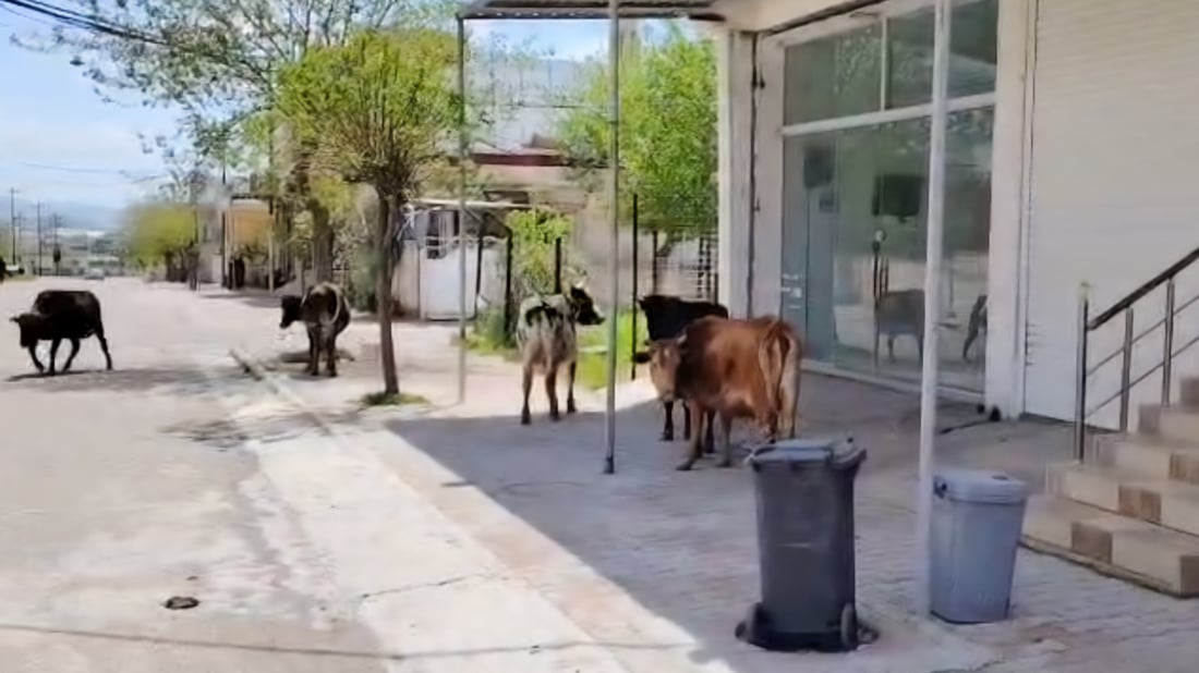 قایمقامی بازیان ئاژەڵداران ئاگادار دەکاتەوە و داوایەکیش لە مامۆستایانی ئاینی دەکات