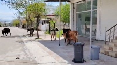 قایمقامی بازیان ئاژەڵداران ئاگادار دەکاتەوە و داوایەکیش لە مامۆستایانی ئاینی دەکات