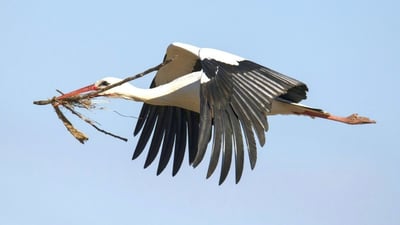 لقلق “سايكونيا” يظهر في ميسان بعد 3 أعوام على اختفائه (فيديو)