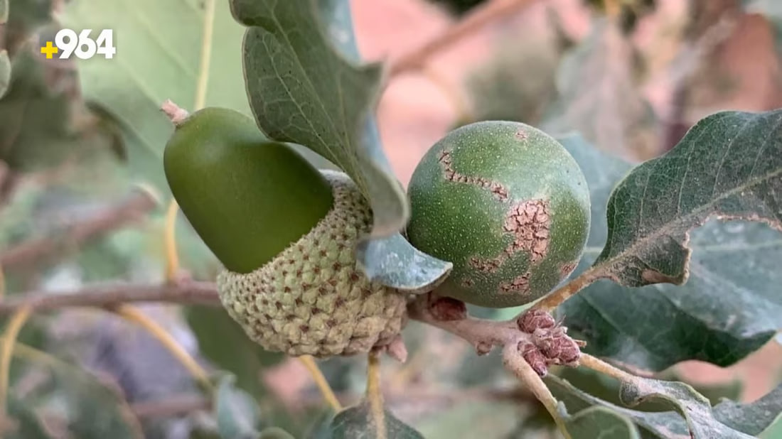 Kurdistan region exports 50 tons of local oak as harvest season commences