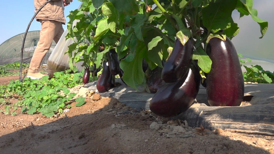 له‌ بیابانی به‌سڕه‌ پێنج جۆر باینجان پێگەیشت